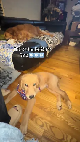 Get a Golden Retriever they say for the calm vibes but now I live with a caffeinated wrecking ball. 😂😂😂 #goldenretrieverpuppy #goldenretrieverlife #doubletrouble #max #moose 