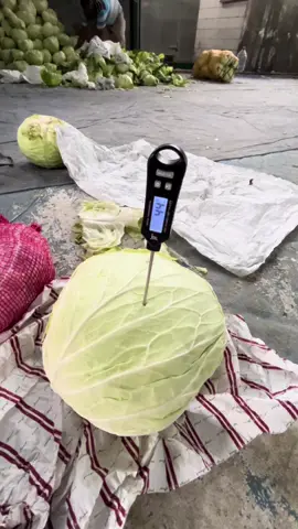 Inshaallah fresh sampai negara tujuan🤩🤩 #cabbage #expor #taiwan🇹🇼 #trending #fypシ 