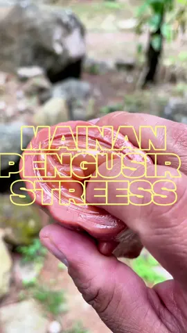 Mainan squishy tupai berbahan silikon premium cocok buat anak dan juga orang dewasa , bahan lembut jadi aman dimainin semua umur harga terjangkau pastinya bikin anak senang riang gembira #mainansquishy #mainantupai #mainananaksquishy #mainananaktupai #fyp