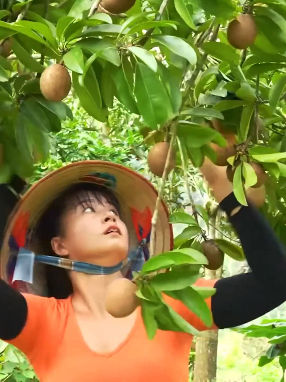 Harvest Big Bananas Go To Market Sell, Buy Ducklings To Raise  Anh Free Bushcraft