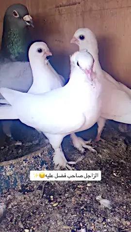 #المرح #شعب_الصيني_ماله_حل #ارافل #ارافل_الناصريه #ليك______🖤___متابعه____اكسبلووور،، 💔😞