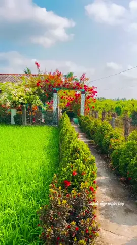 Ai gieo chi khúc tơ duyên ngọt ngào mến thương ai mang câu hò điệu lý làm vương vấn lòng nhìn hoa lá khoe sắc màu.......💖💖💖💖 @Cảnh Đẹp Miền Tây ✅  #Mientay #Canhdep  #tâncohaymoingay  #Xuhuongtiktok  #Mientayquetoi  Khúc Hát Tình Xuân _ Sang Sang & Đông Nguyên 💖💖💖💖