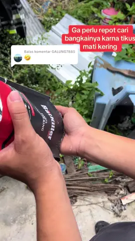 Membalas @GALUNG7885 #ratkiller #pembasmitikus #tikusmatikeringtanpabau #tikusgot #fyp 