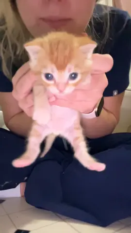 Be nice to my son #fyp #kitten #orange #baby