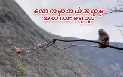 #ကျစမ်းviewတေlikeတေ😤 #foryoupage #myanmartiktok #ရောက်စမ်းfypပေါ်😒myanmartiktok #ဗျူးတွေကျနေလိုက်အဲမှာ😒 