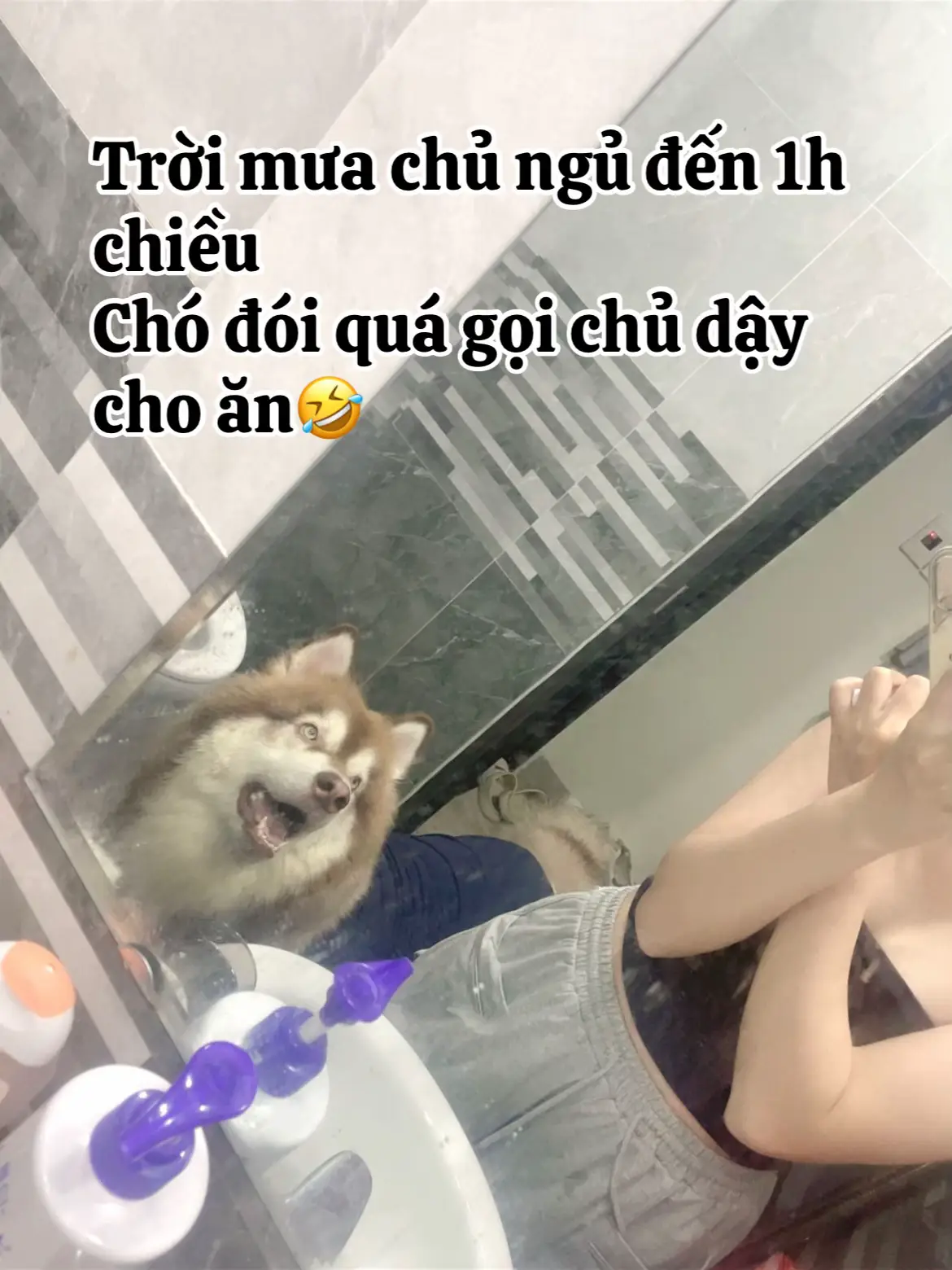 Ở vs chó còn nhiều hơn với ck nữa👩‍🦰🐶#alaska #dog #petlover #chó_cưng #chóhàihước 