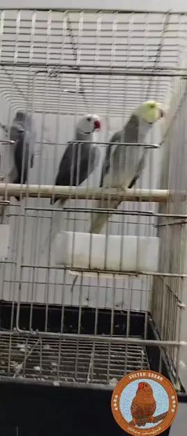 زۆر زۆر سوپاس بۆ هەموو لایەک  لە سلێمانی ون بوە  #shwenisaxar #dhok #saxar #hawler_slemani_dhok_karkuk_hallabja #onthisday @أبو پؤلا @عەزە گورگە @سه رباز سيان @Sayd ahmed @reko_suly 