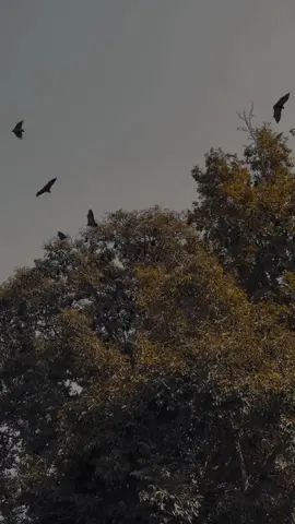 زمونگ ب خود خیجی دا زڑونو نہ آزار لالیہ 🥹😫