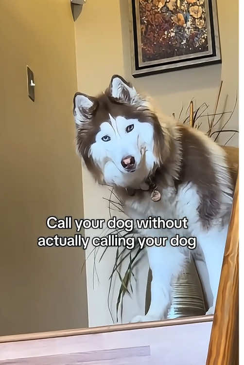 Call your dogs without actually calling your dog.🤣🤣🤣#dog #funnydog #fyp #dogsoftiktok #funnyvideos #pet #foryoupage #doglover 