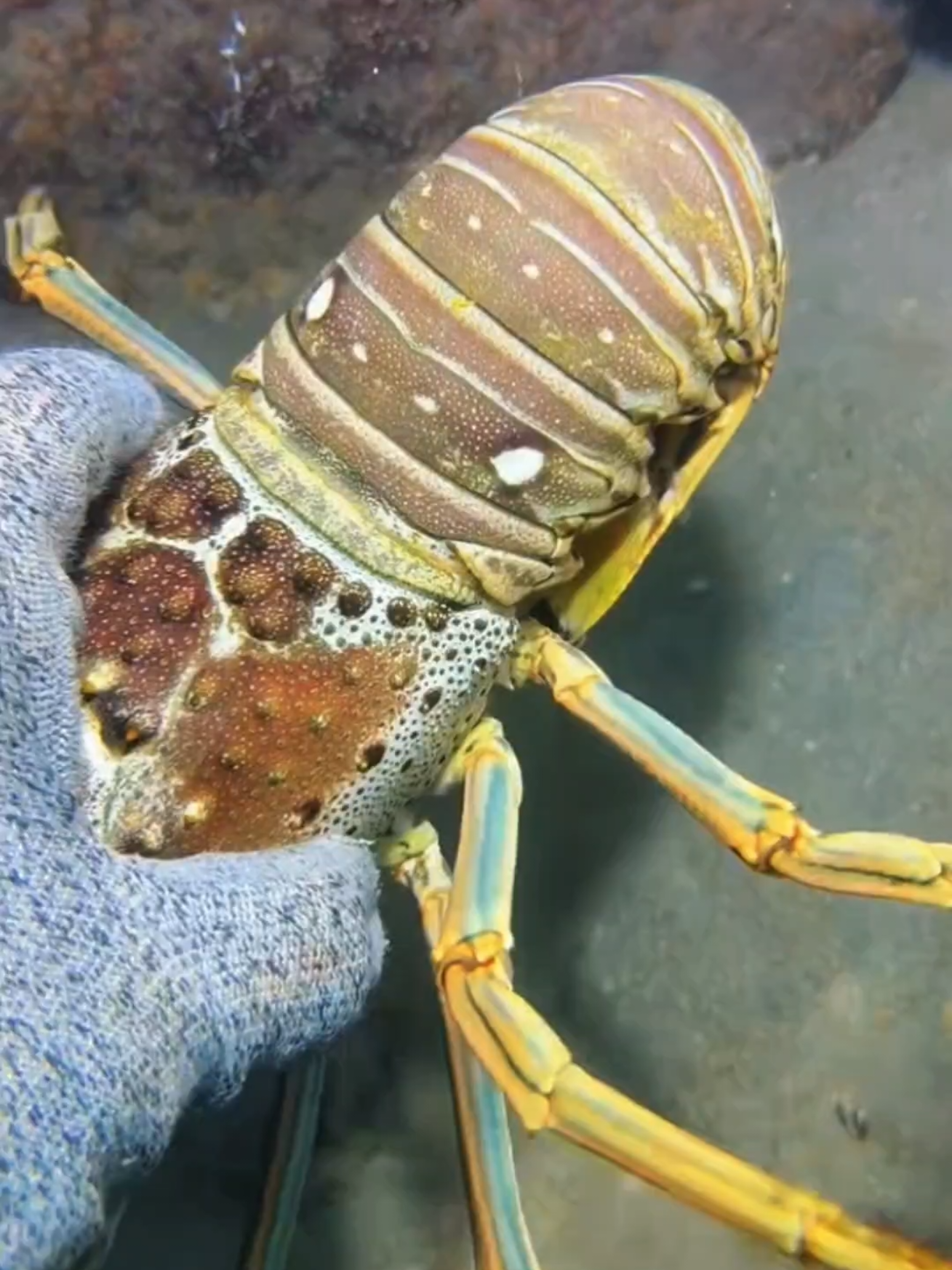 #diving #crab #catchthesea #seaside #seafood 