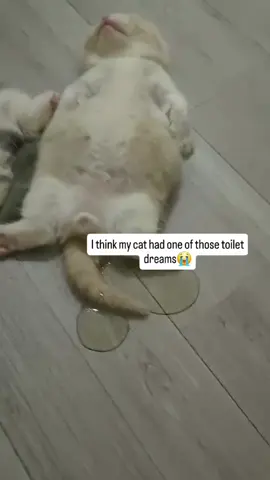 Wet dreams 😭😭 don’t try to pee in your dreams 😅😂 #babytiktok #cute #fyp #catsoftiktok #cat 