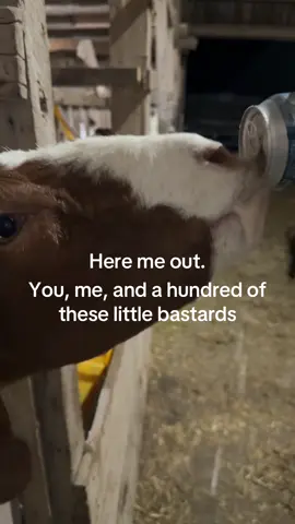 #indiana #farmtok #fyp #foryoupage #fortwayne #farm #farmlife #single #forthefarmers #singlefarmer #buschlight #goat #boer #boergoats #beer #country #countrymusic #goatsoftiktok 