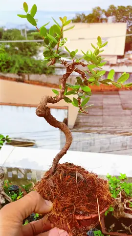 Hải châu chân rễ mini co lắc khó chịu #haichaubonsai #haichaumini #bonsaimini #bonsai 