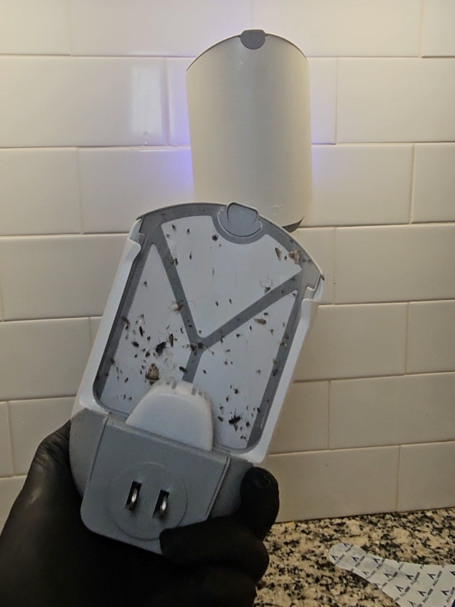 Best Insect 🐝 Trap I love the brand @Zevo. This is not sponsor or anything, I been purchasing Zevo Insects traps for year now and it never disappoints. 100000/100000 #zevoflyinginsecttrap #zevotraps #inscetstrap #insects #zevoinsecttrap 