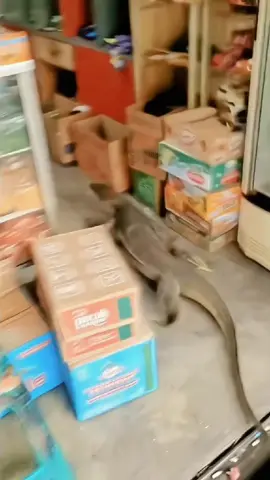 biawak masuk warung #biawak #viral #trending #tiktok #fyp 