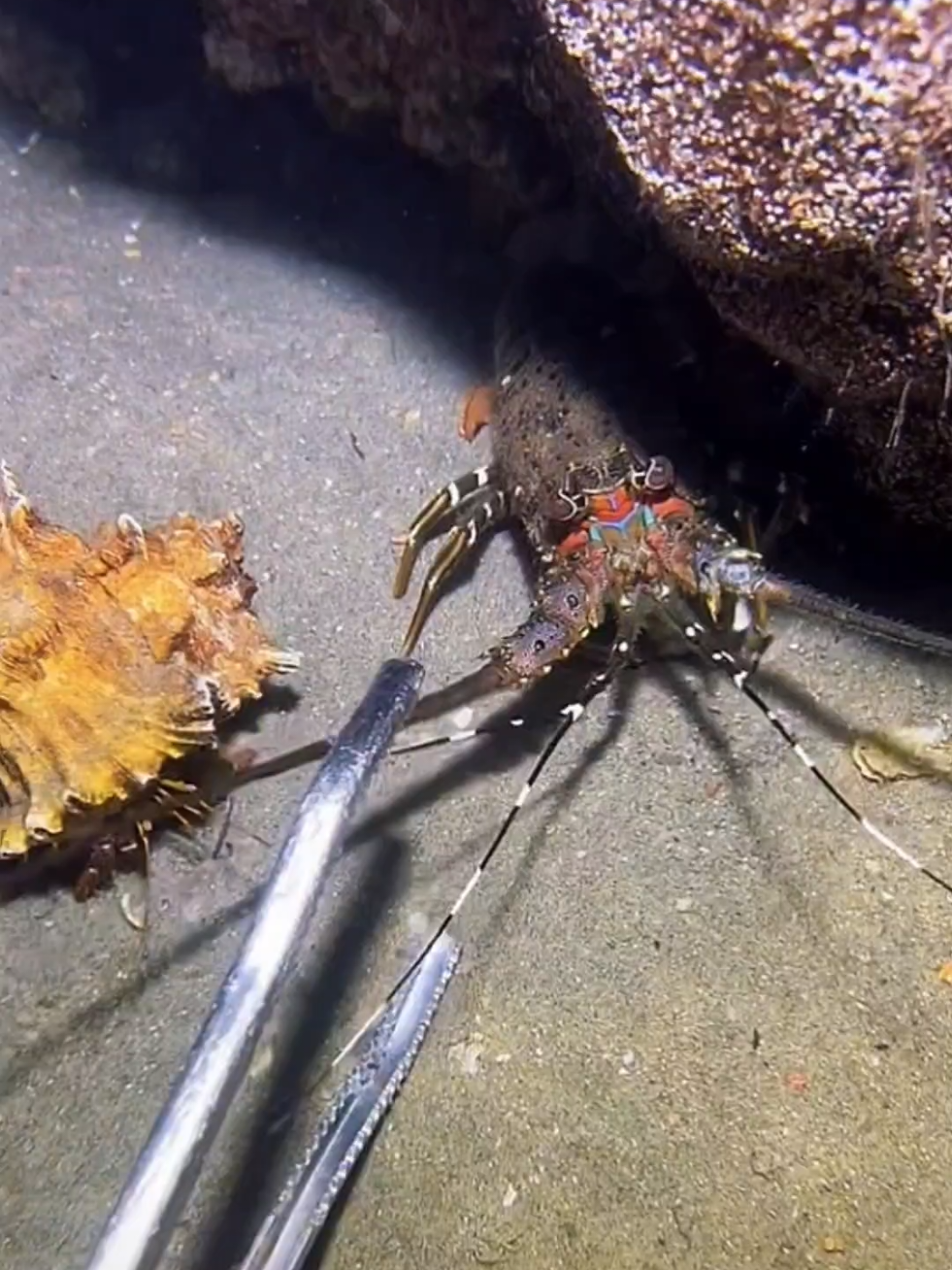#diving #crab #catchthesea #seaside #seafood 