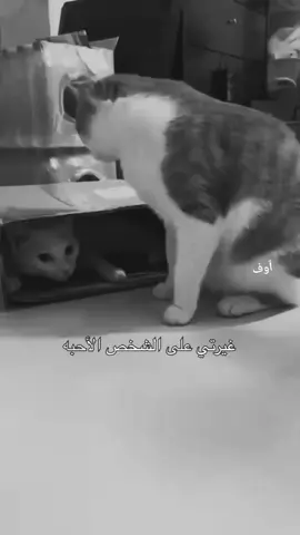 لا تسألني كيف بغار 🥰🥰 #viral #fbyツ #fyp #foryoupage 