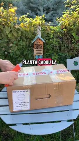 A doua comanda de pe@docaperene !Plante Perene!🌱🌸#flori #perene #fy #unboxing #docaperene 