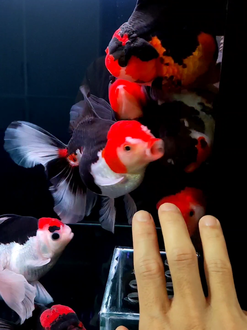 warna warni meriah rosetail oranda  #maskoki #goldfish #kwangoldfish #ikanlucu m