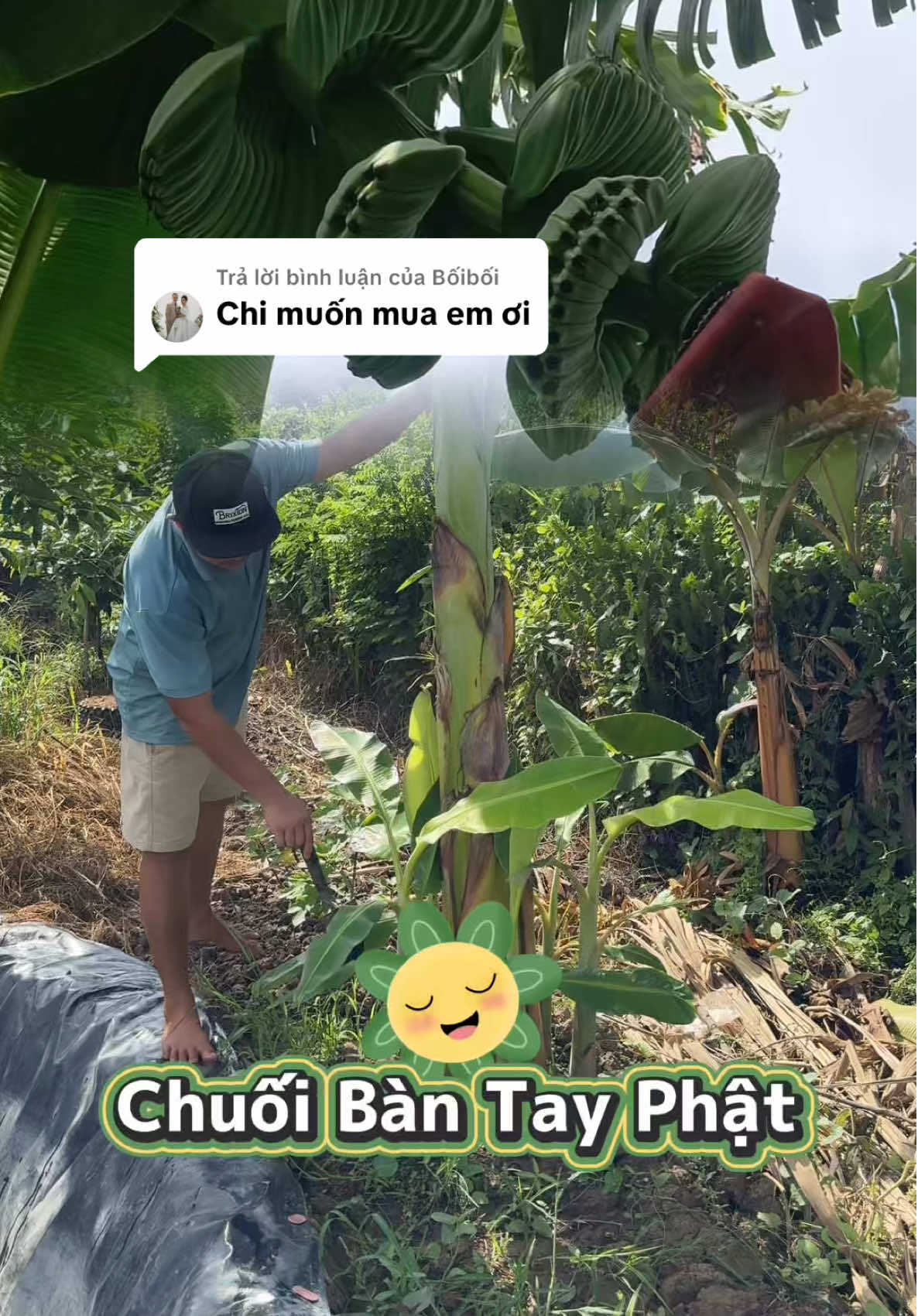 Trả lời @Bốibối Mọi người vào giỏ hàng gốc trái video mua cây chuối bàn tay phật cấy mô nha 😁 #kenhcuatoan #thaiquoctoan 