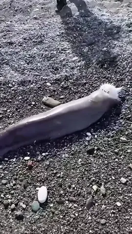 tragiss | ytb ricky rawa