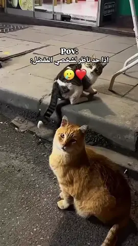 #video #cat #tiktok #viraltiktok #viral 