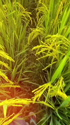 Hamaniya Ka Nama Dharti Ba 😁🔥🚩#bhumiharbrahman❤️ #fouryoupage #trending #bhumihar #jaydadaparshuram 