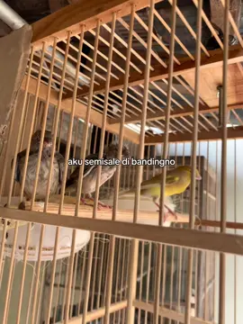 Nek wani tampilno paud mu neng komentar bolo 😂🙏🙏 #klaten24jam #kenariklaten #kenari #fypdong #kenarimaniaindonesia 