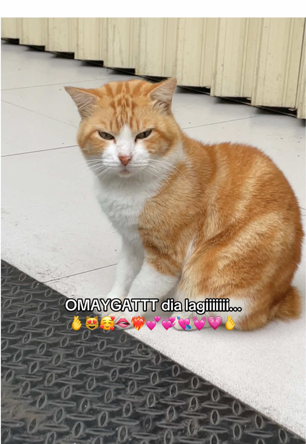 😻😻#cat #kucingkampus #fyppppppppppppppppppppppp 