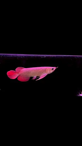 Huyết Long 🥰🐲 U25 #Arowana #Carong #xuhuong #carongdep #xuhuongtiktok #fish #caronghuyetlong #huyetlongduoicang 