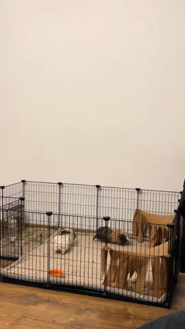 #guineapig #meerschweinchen #morumotto #witchcraft #fyp 