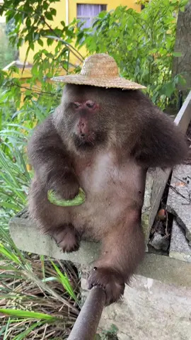 She is really so laid-back. #monkey #cute #monkeyxingxing #lovely  #animals 
