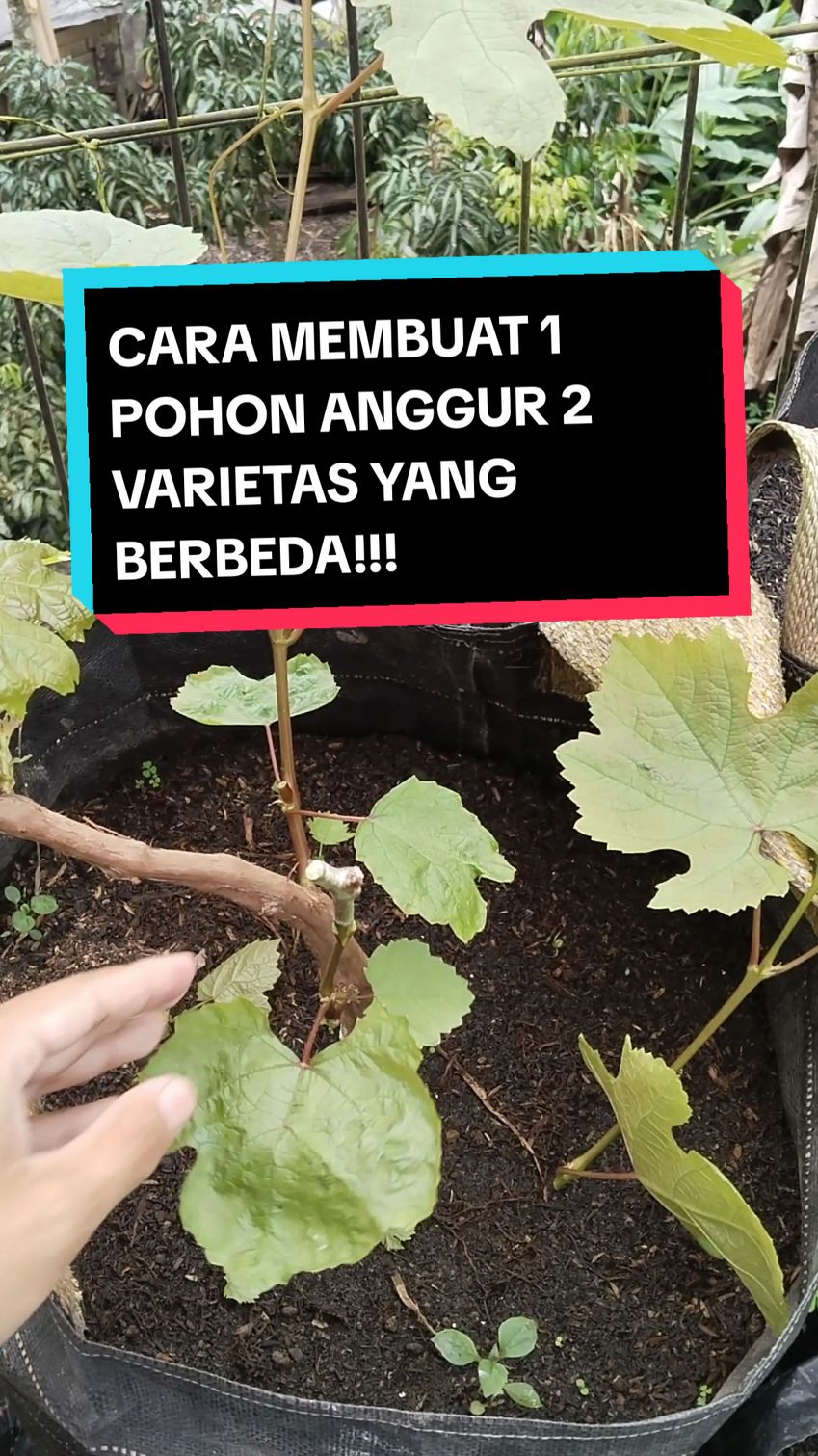 Cara Membuat 1 Pohon Anggur Menjadi 2 Varietas‼️ tinggal kita sambung aja salah satu cabang anggurnya bisa cabang tersier atau dari tunas air yang tumbuh subur dibatang utamanya.  #grafting #graftinganggur #sambungpucuk #sambungpucukanggur #bapakefathirnursery2 #anggur #anggurmerah #anggurhijau #anggurhitam #grape #grapes #grapefruits #education #edukasi #cara #hook #tabulampotanggur #caramenanamanggur #tanamanggurdalamplanterbag #fy #fyp #fyppppppppppppppppppppppp #fyy #viral #tiktok #trending 