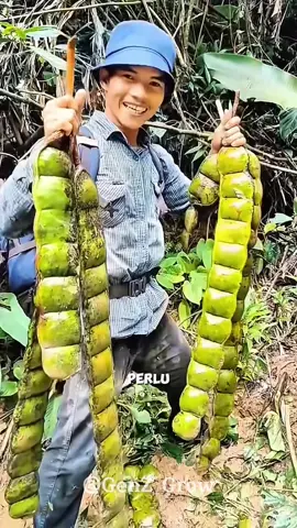Petai raksasa😧🫛 . . . . #petai  #petaniindonesia🇮🇩🇮🇩🇮🇩🌿🌿  #petanimuda  #fyp  #fyppppppppppppppppppppppp 