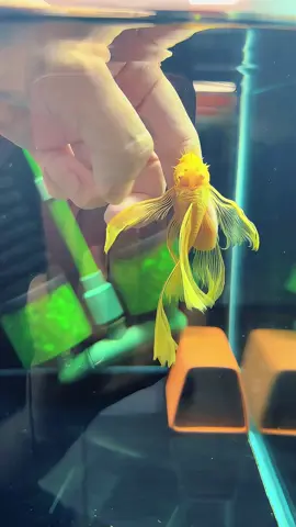 Ê nha....mê#cacanh #thuysinh #plecofish #longfin24k #cầuvồngfish 