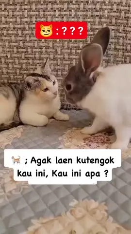 agak Laen ..kau ni ape ? 😁😁😁 #kucing  #kelinci  #kucinglucu  #kelincilucu 