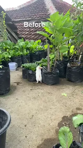 🌱: 