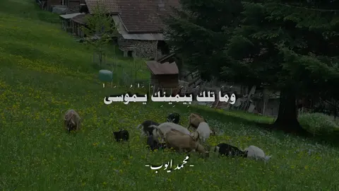 اذكروا الله 🌷#محمد_ايوب_رحمه_الله #قران_كريم_ارح_سمعك_وقلبك♡ #استغفر_الله_العظيم_واتوب_اليه #طارق💙 