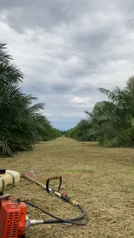 😇🤲🏻 #petaniindonesia🇮🇩🇮🇩🇮🇩🌿🌿 #petanimilenial #promoseruweekend #ppks 