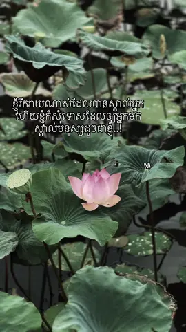 Sorry..💔#អារម្មណ៍ស្នេហ៍🍃 #M100kfollowers #100kviews✔️tiktok🌎🔥 #fyp 