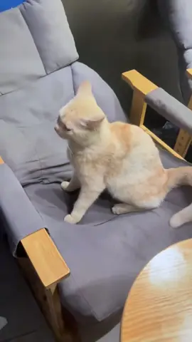 A Cat’s Powerlessness #cat #kitty #catlover #fyp #catsoftiktok 