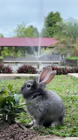 ketemu nih sama kelinci yang sore-sore pada makanin rumput di taman #fyp #fypシ #SaungTirtaWeuning #rumahmakan