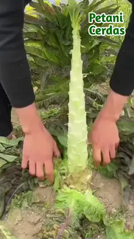 Sayur Favorit Orang china #petani #viral 