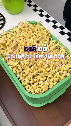 Giá đỗ tự làm được ở nhà siêu dễ 