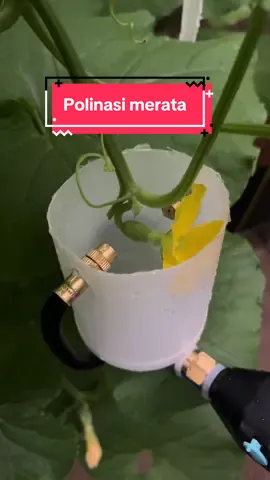Polinasi