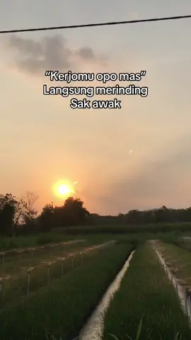 🥲#serunyagayabareng #fyp #tajuk #petanibawangmerah 