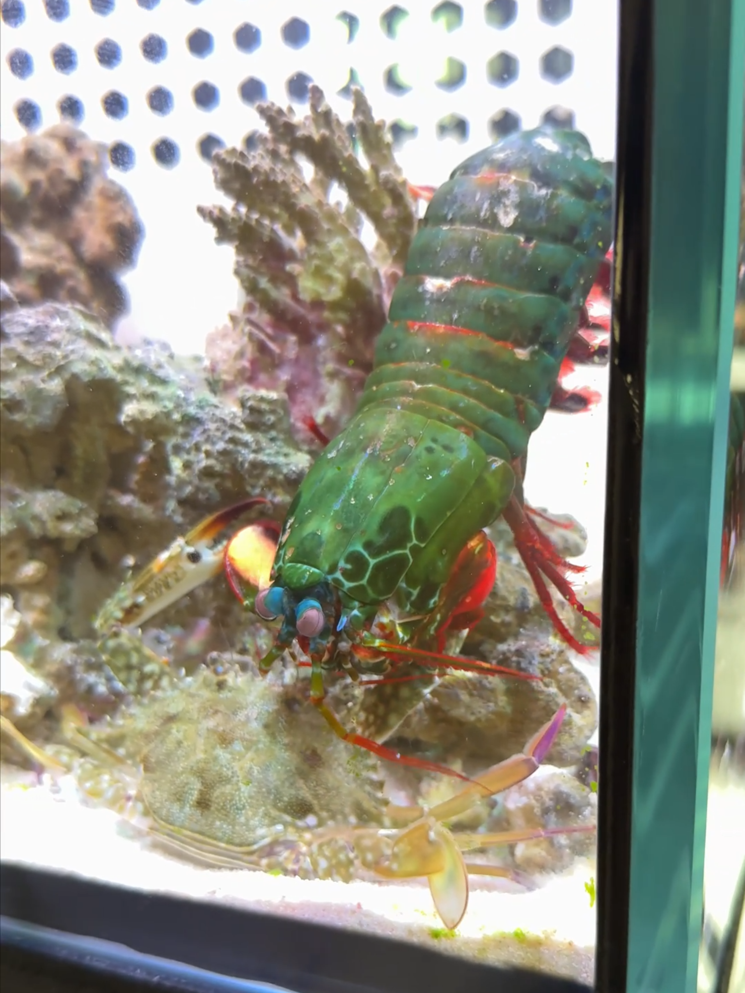 Peacock Mantis Shrimp 🦐 The Strongest & Fastest Punch in the World!