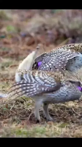 Have you ever seen a bird dancing ?#funnybirds #funnyanimals #birdtok #dancingbird #fypシ゚viral🖤tiktok 