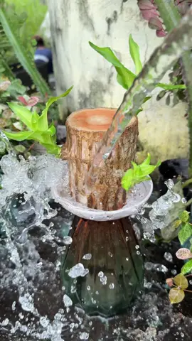 Why EVERYONE is getting a Brazil WoodPlant in 2025#indoorplants#plantparents #homevibes 