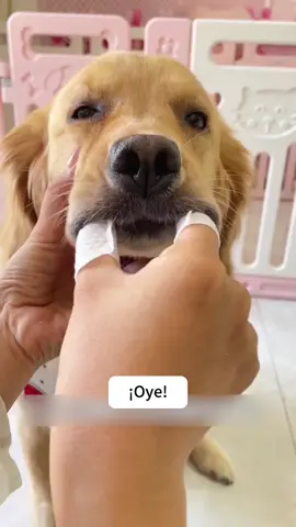 ¡La solución más fácil para la higiene de tu mascota! Guantes de dedo para limpieza dental y ocular. 🐾